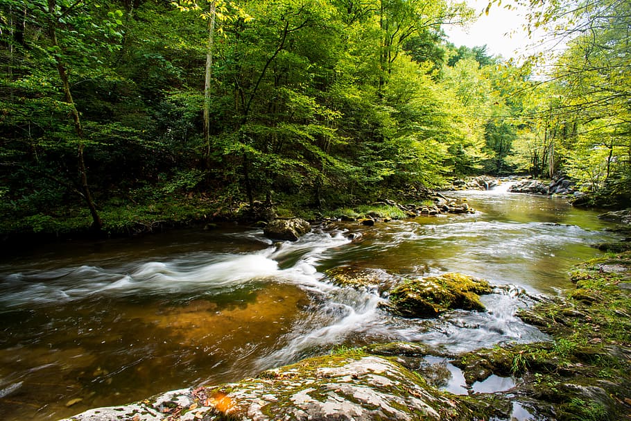 green, grass, moss, stream, water, river, rocks, trees, plants HD wallpaper