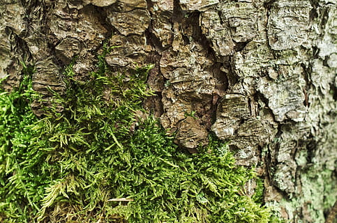 bark, tree bark, moss, background, nature, wood, log, tree trunk HD wallpaper