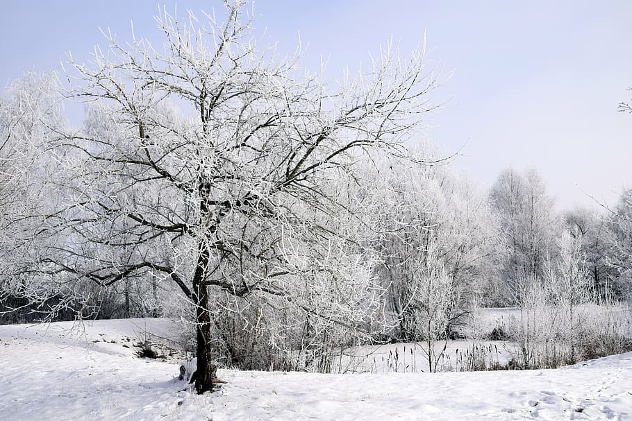 winter, snow, wintry, tree, cold, white, snowy, winter bushes HD wallpaper