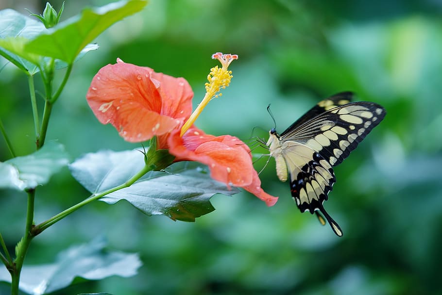 tiger swallowtail butterfly perched on red hibiscus plant, Papilio Cresphontes