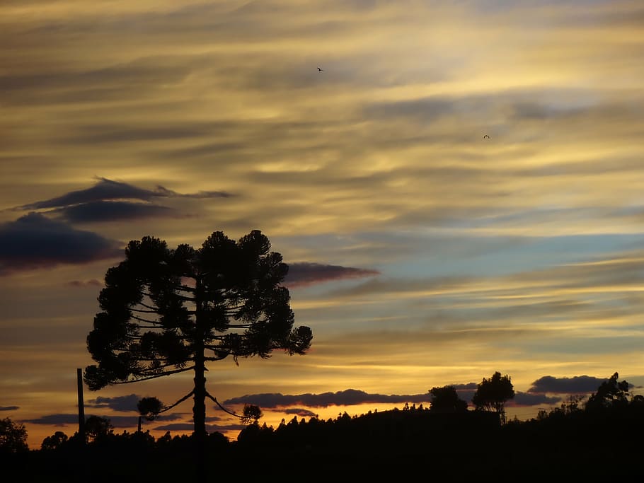 sunrise, pinheiro, araucaria, sol, morning, sunset, cloud - sky, HD wallpaper