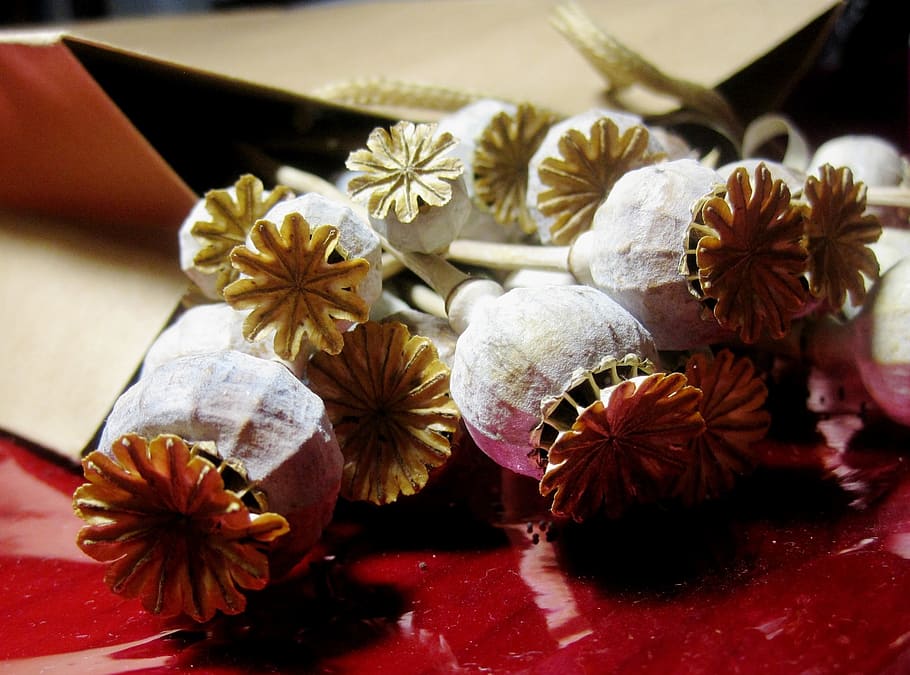poppies, seedpods, dry, bleached, red cellophane, brown paper packet HD wallpaper