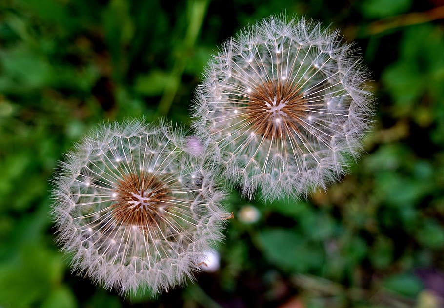 shallow focus photography of two white dandelions, plant, close HD wallpaper