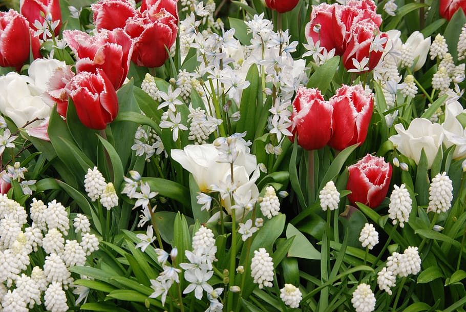 Tulip, Spring, Flora, Flower, White, red, nature, leaf, no people HD wallpaper