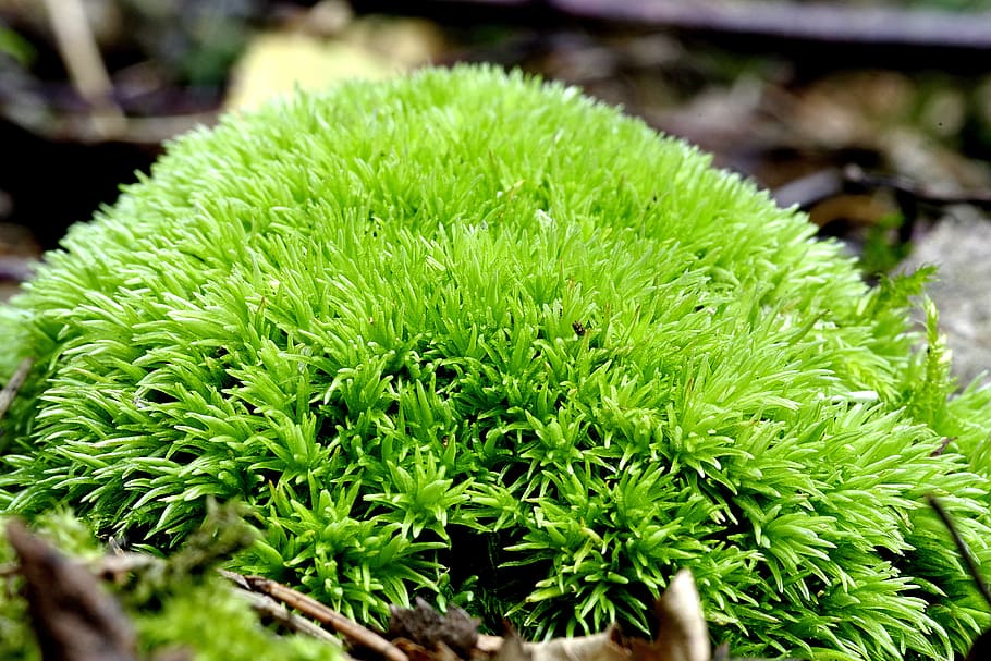 moss, green, pillow, forest, undergrowth, plating, forest litter HD wallpaper