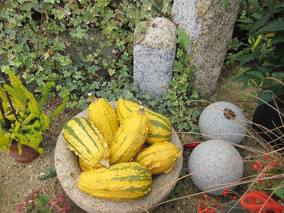 pumpkin, halloween, october, fall, yellow, healthy eating, plant HD wallpaper