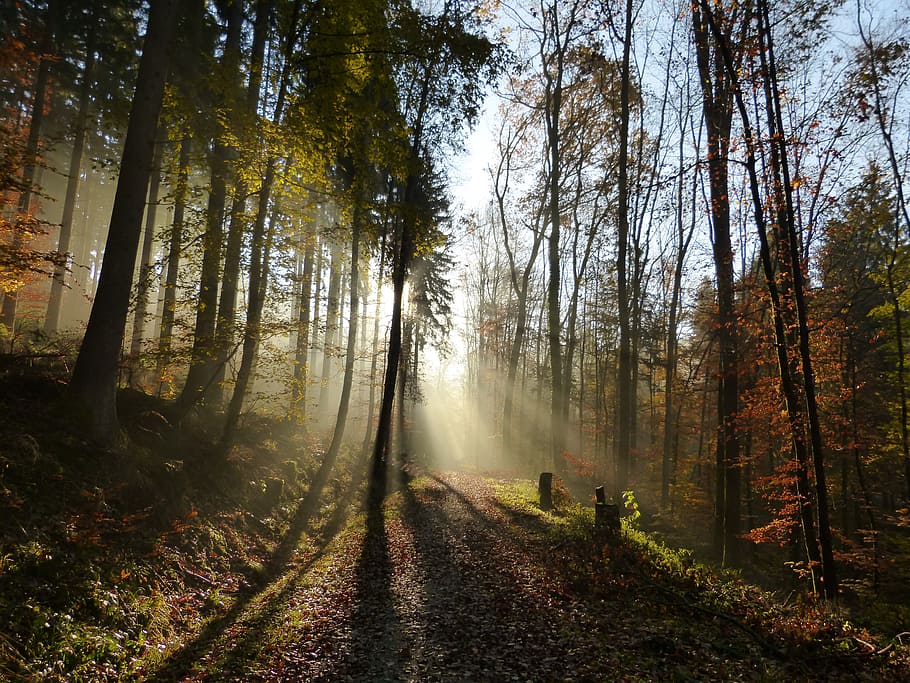 silhouette photography of trees, forest, light, shadow, sun HD wallpaper