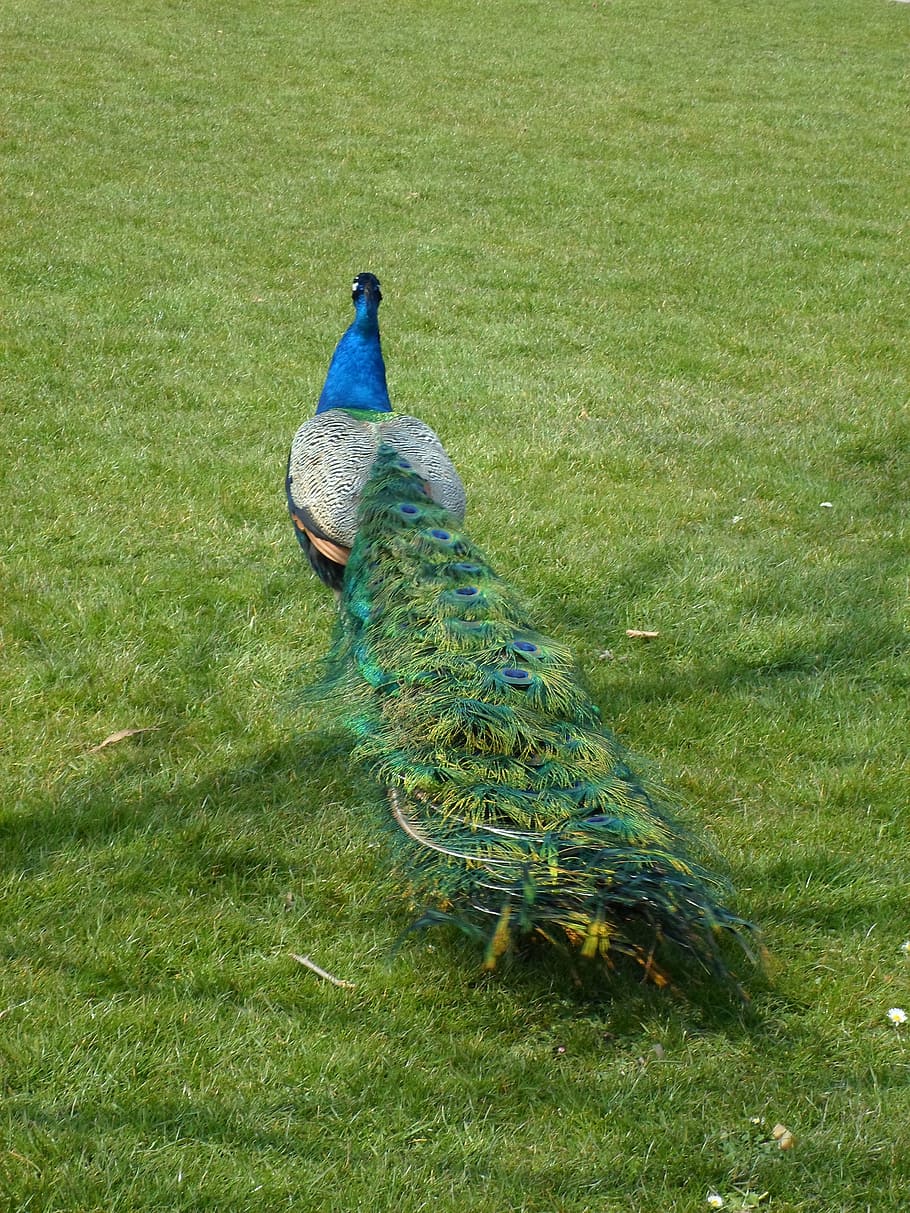 peacock, train, animal, feather, blue peacock, pavo cristatus, HD wallpaper