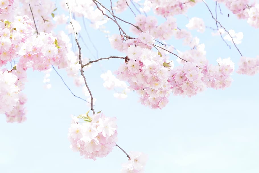sakura blossom tree petals during daytime, flower tree, bloom HD wallpaper