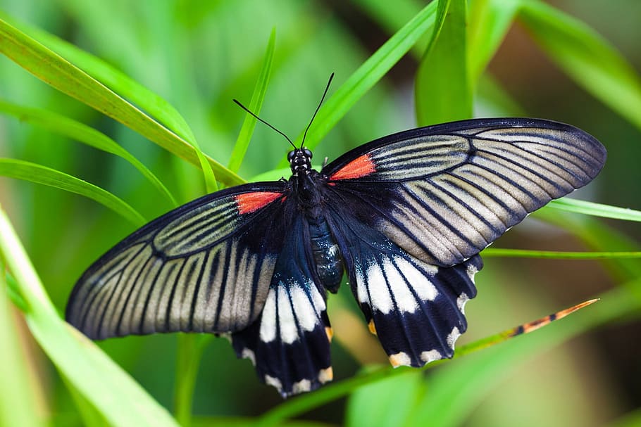 great mormon butterfly on green linear leaf, black, red, white HD wallpaper