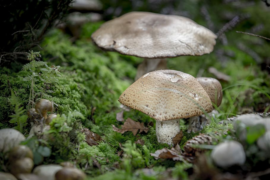 mushroom, disc fungus, giant mushroom, augustus, forest mushroom, HD wallpaper