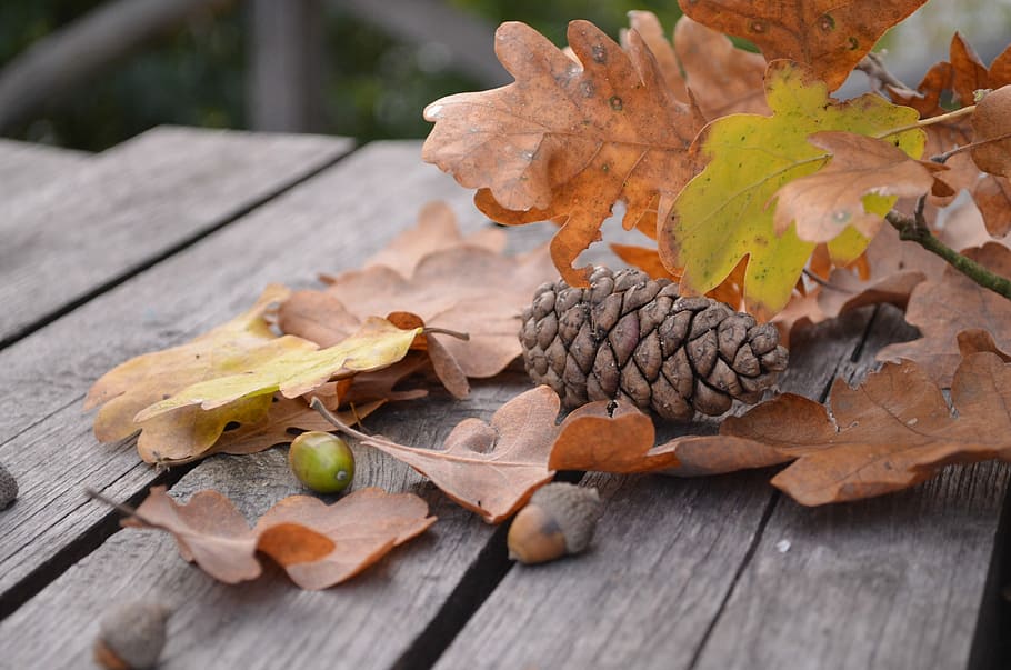 Pine Cone, Autumn, Leaf, Oak, Brown, acorn, branch, wood - material HD wallpaper