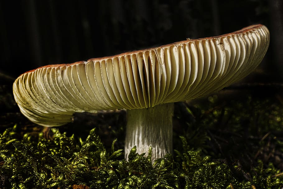 mushroom, forest, moss, forest floor, autumn sun, close, autumn beginning HD wallpaper