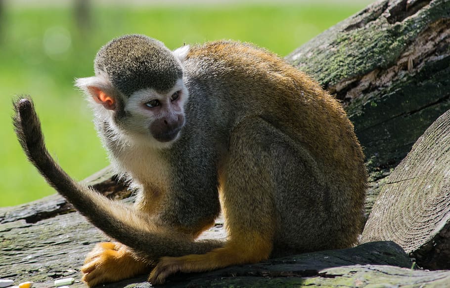 spider monkey, zoo, primate, animal wildlife, animals in the wild HD wallpaper