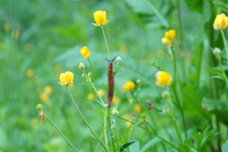 slug, snail, grass, molluscs, animal, plant, green, flora, halm HD wallpaper