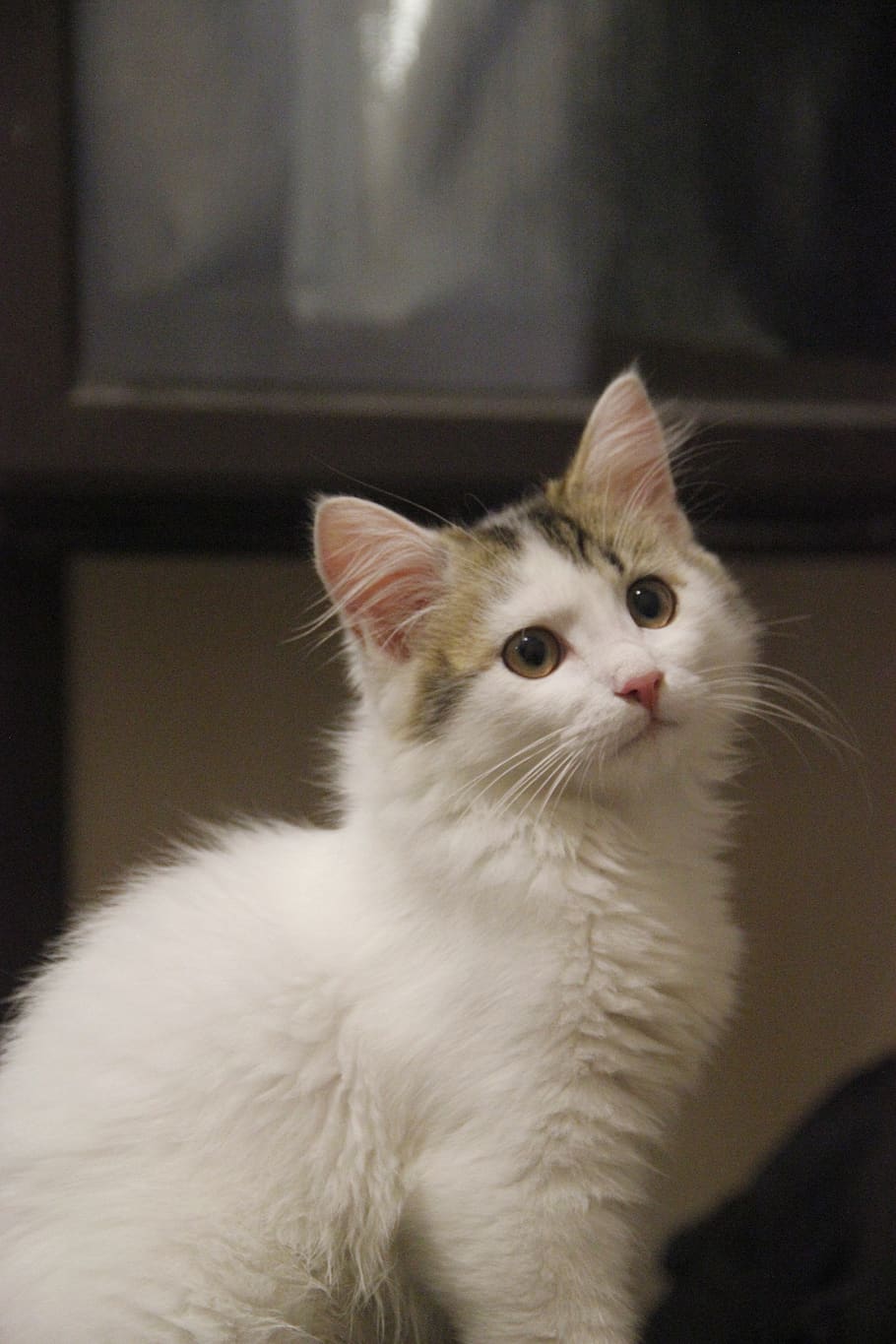 kitty, animal, cat, pets, domestic, domestic animals, domestic cat HD wallpaper