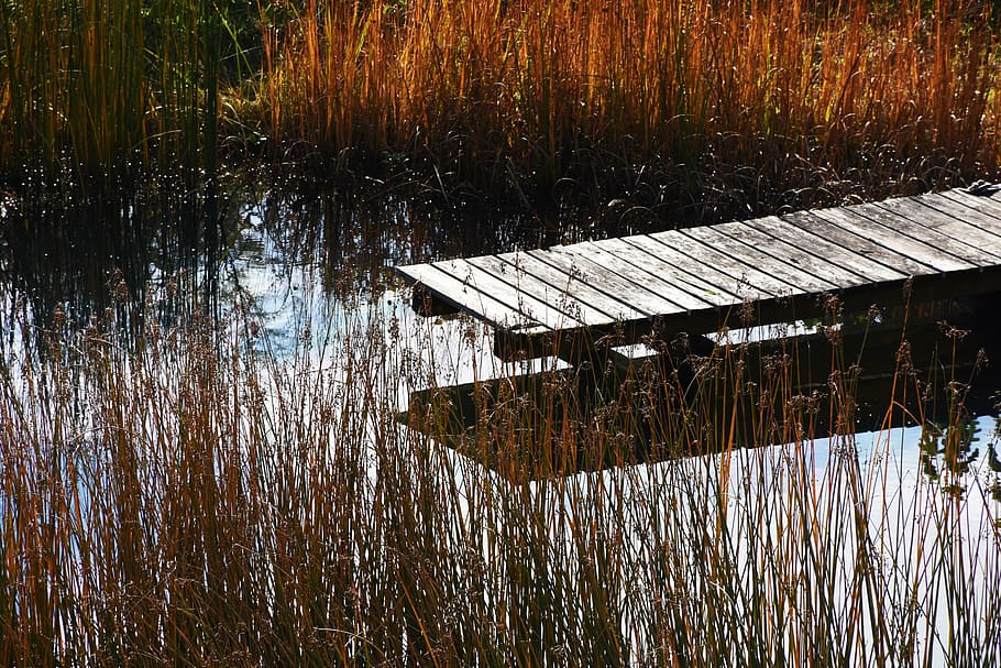 web, pond, water, autumn, boardwalk, reed, lake, reflection HD wallpaper