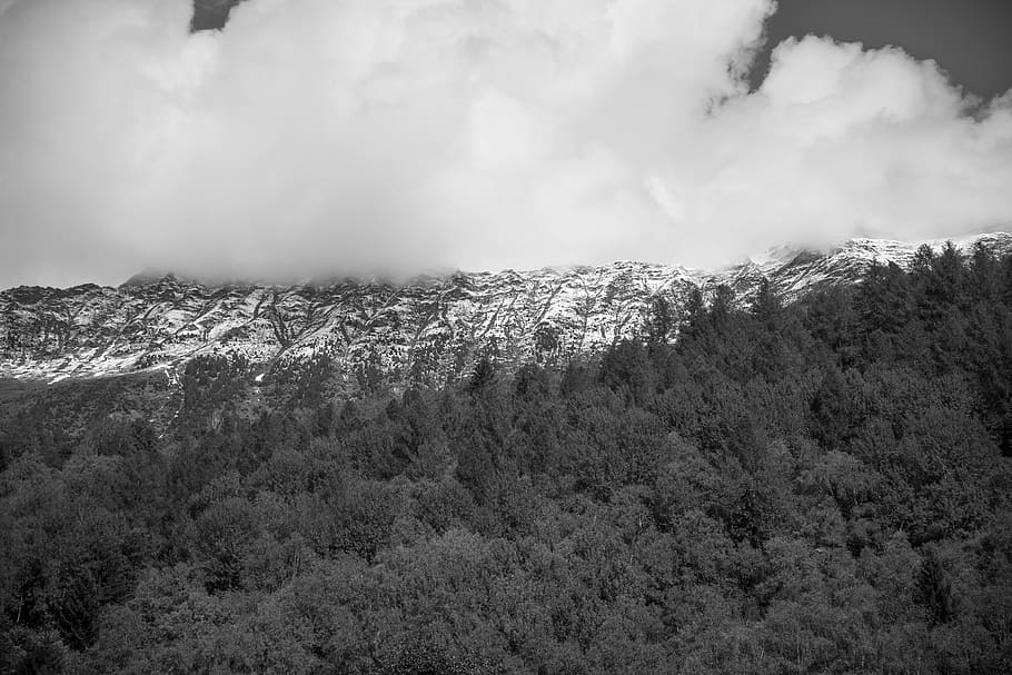 Grayscale Photo of Forest, black-and-white, clouds, cloudy, fog HD wallpaper