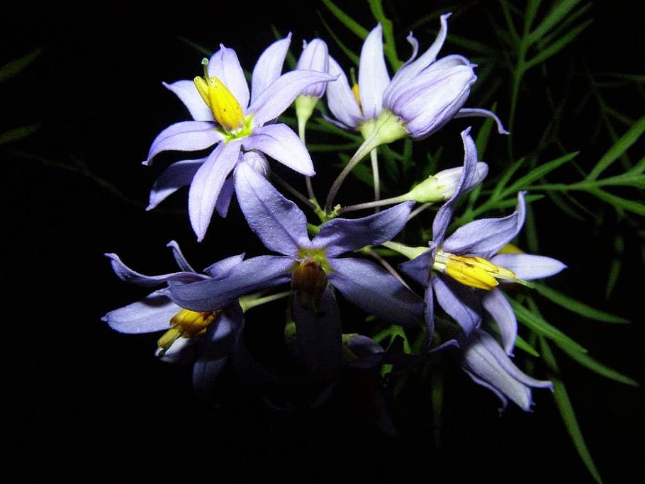flower, garden, nature, spring, wild flowers, color, flowering plant HD wallpaper