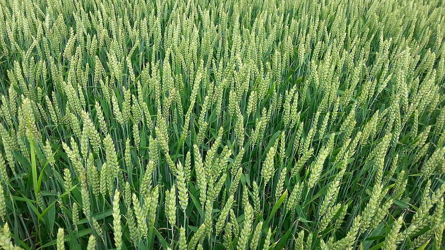 cornfield, grain, nature, harvest, arable, mature, grain fields HD wallpaper
