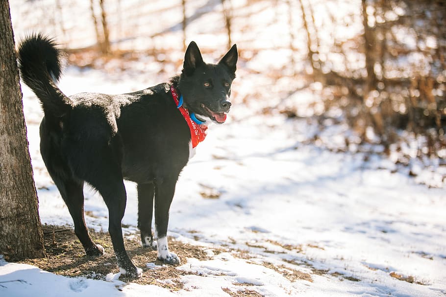 short-coated black dog standing besides the tree, untitled, pet HD wallpaper