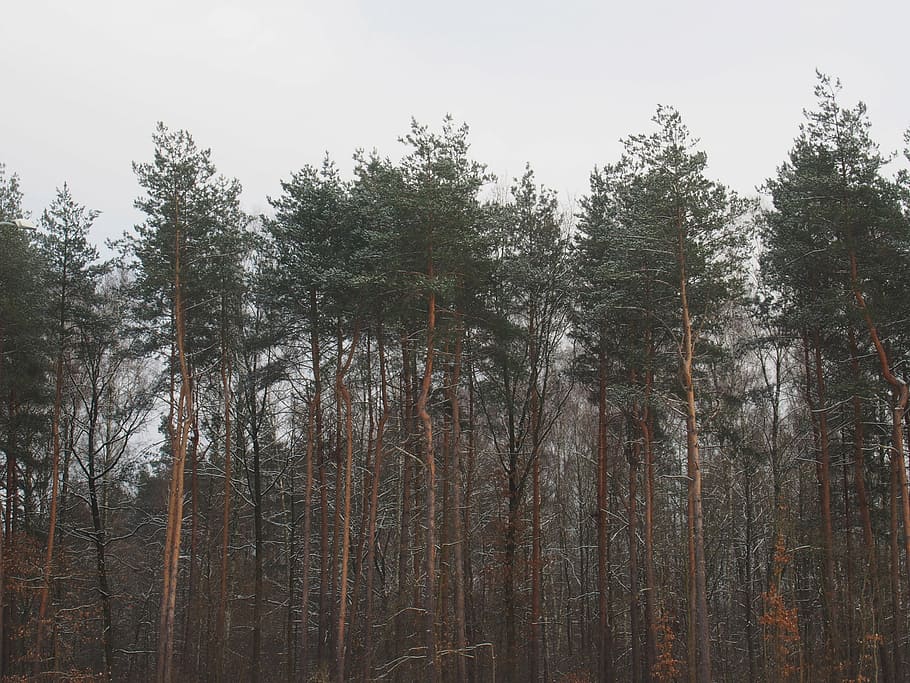 green leafed tall trees, leaves, forest, woods, nature, pine tree HD wallpaper