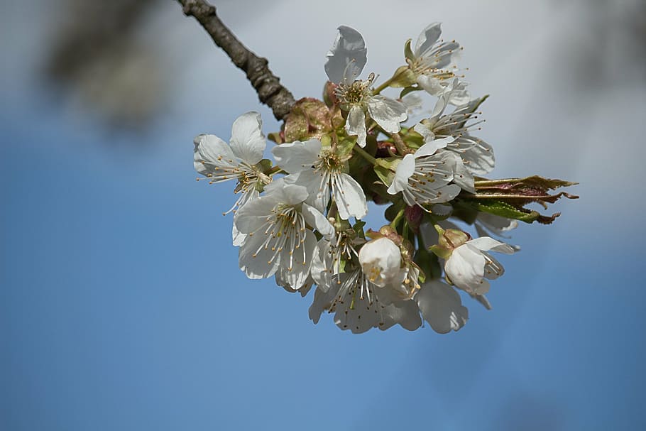 spring, white, flowers, cherry, sprig of flowers, blooms, nature HD wallpaper
