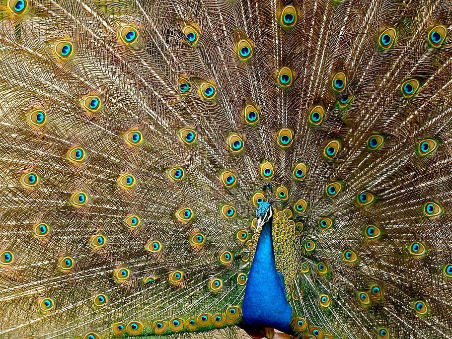 Blue Peacock, animal, bird, colorful, colourful, feathers, HD wallpaper, HD wallpaper