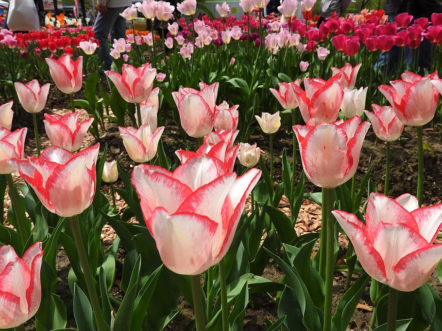 Tulips, Flowers, Paws, Plants, Garden, landscape, nature, springtime HD wallpaper