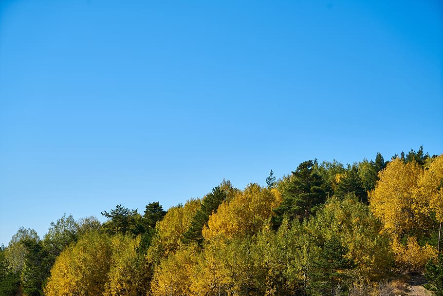 autumn, season, landscape, nature, beautiful, background, outdoor, HD wallpaper