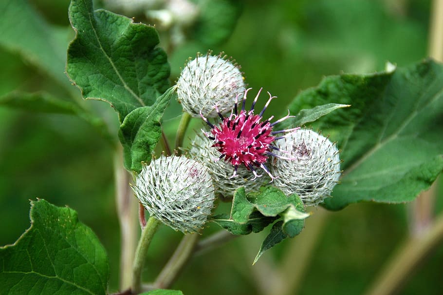 close-up photo of white and red flowers, burdock, blossom, bloom HD wallpaper