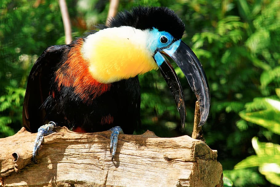 toucan on tree log, yellow, black, and brown, brown bird, colorful