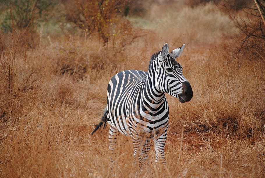 zebra in grass, kenya, africa, safari, tsavo, national park, nature, HD wallpaper