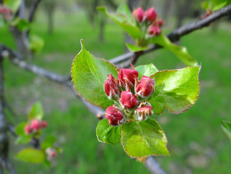 flowering fruit trees, spring, sad, the buds, nature, garden HD wallpaper