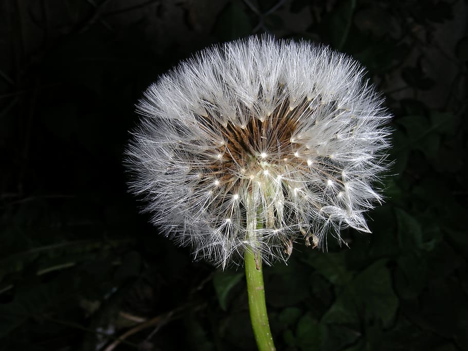 dandelion, macro, wind, plant, flower, freshness, flowering plant HD wallpaper
