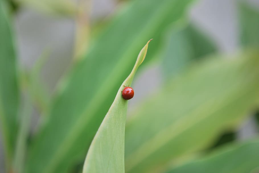 Lady, Bug, Insect, Ladybugs, insects, colored, nature, leaf HD wallpaper