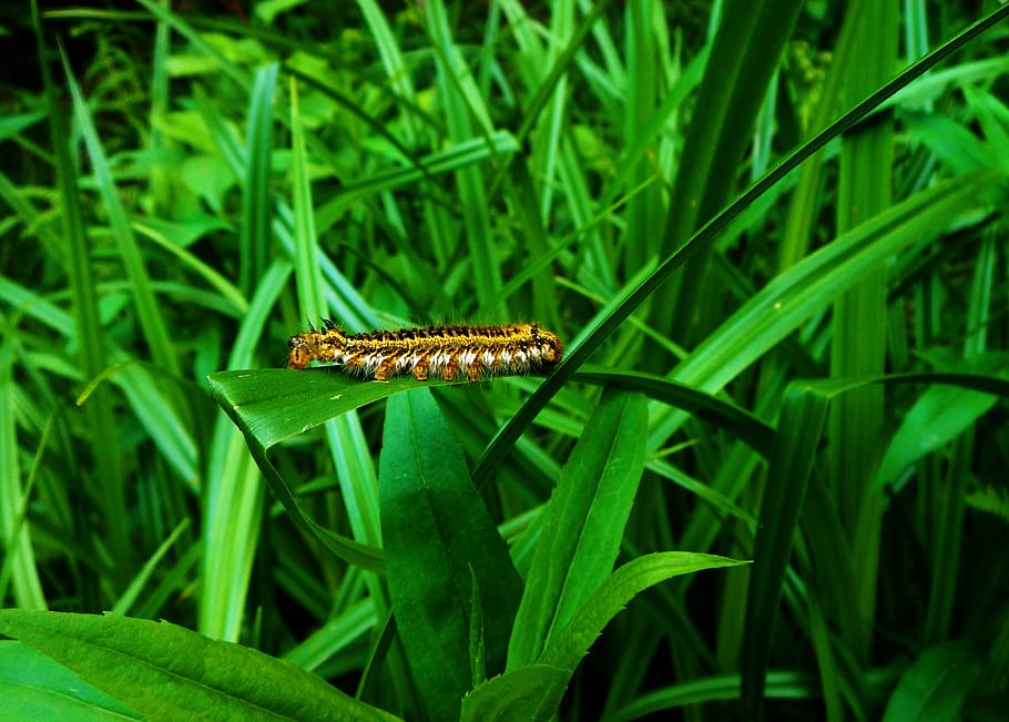 caterpillar, grass, green, nature, green grass, one animal HD wallpaper