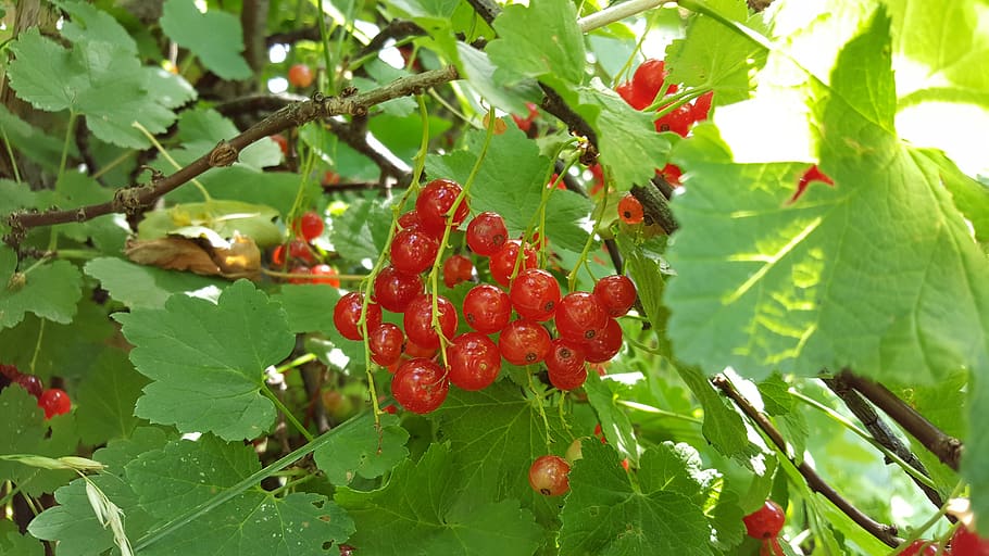 currant, red, green, healthy, plant part, leaf, growth, healthy eating HD wallpaper