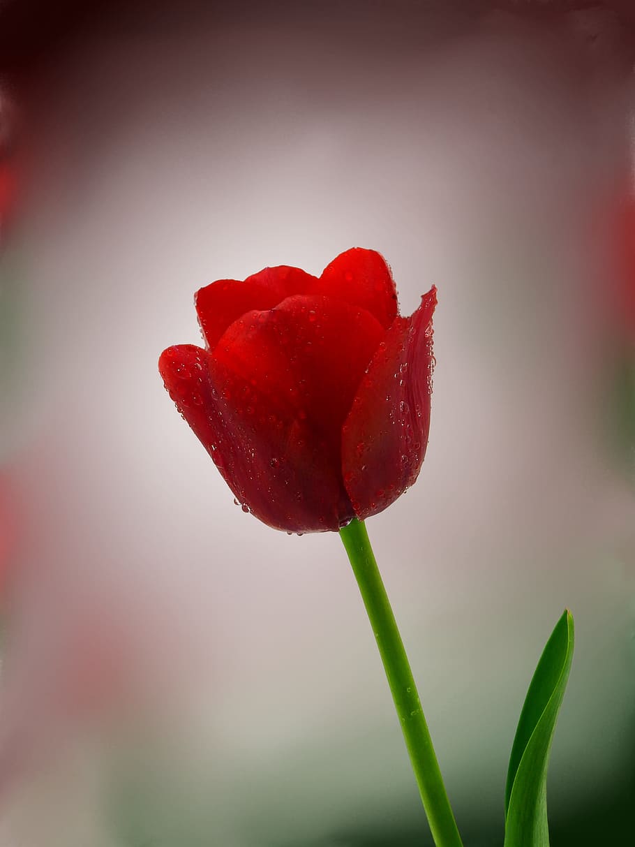 Tulip, Flower, Nature, Spring, Blossom, bloom, plant, flora HD wallpaper