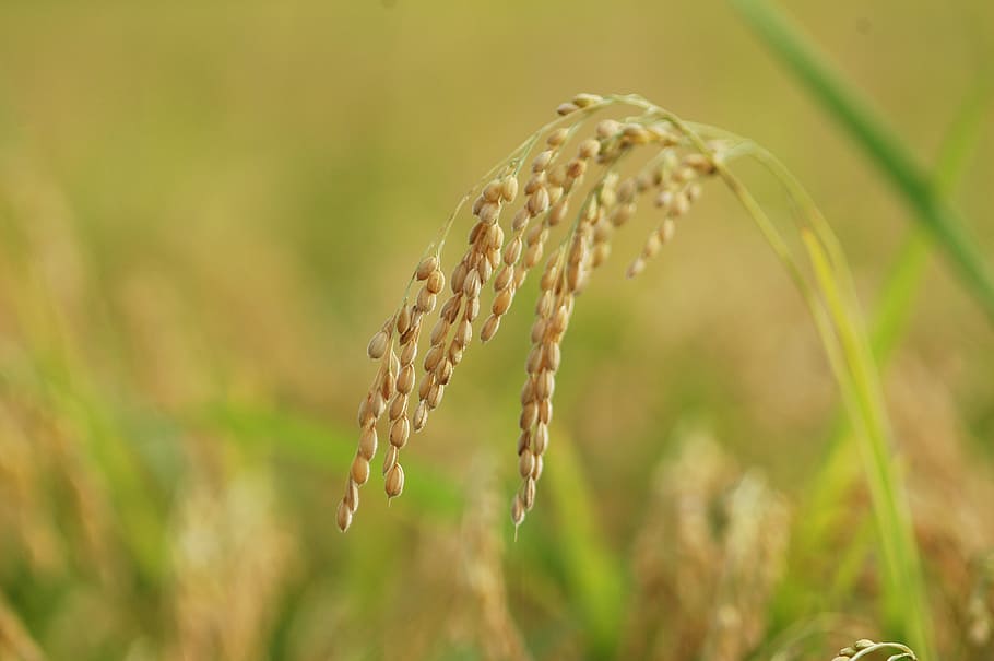 tilt shift photography of rice grains, ch, farming, the korean countryside