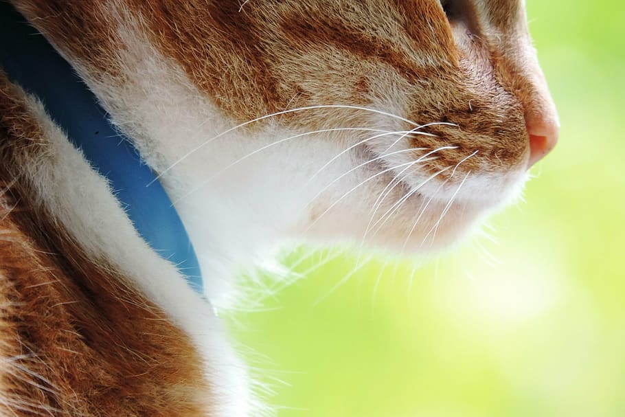 animals, nature, cats, pet, fur, redhead, mammal, one animal HD wallpaper