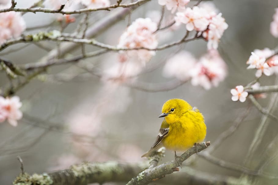 selective focus photography of yellow bird on tree branch, yellow bird perched on branch at daytime