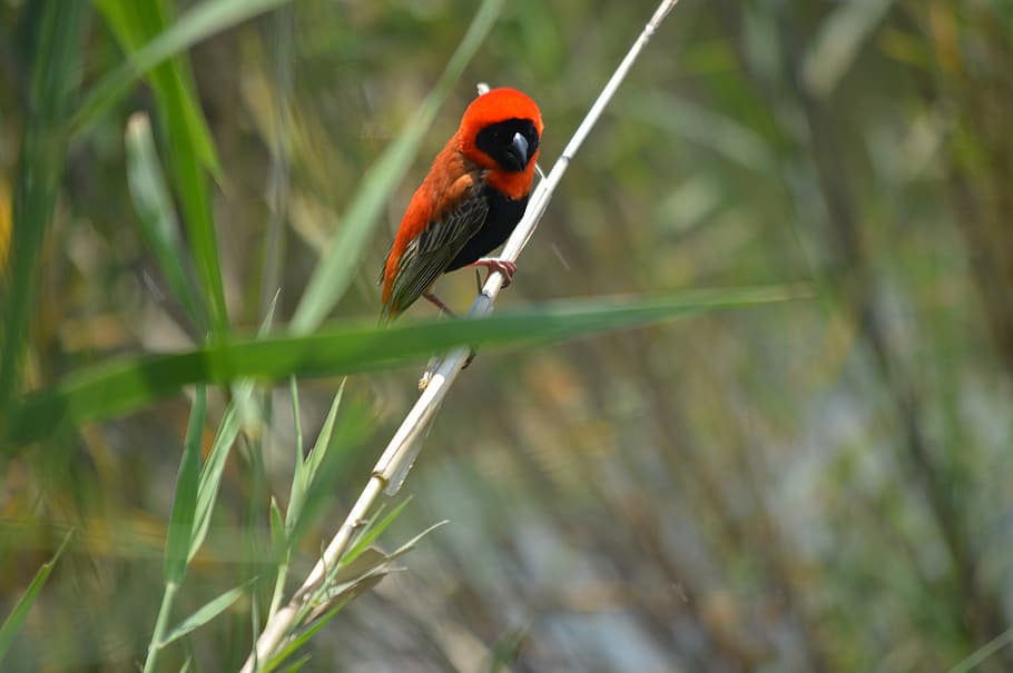 bird, red weaver, nature, animals in the wild, animal themes HD wallpaper