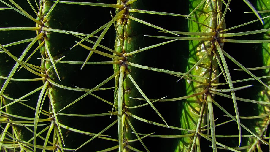 cactus, thorns, sharp, nature, plant, green color, close-up HD wallpaper
