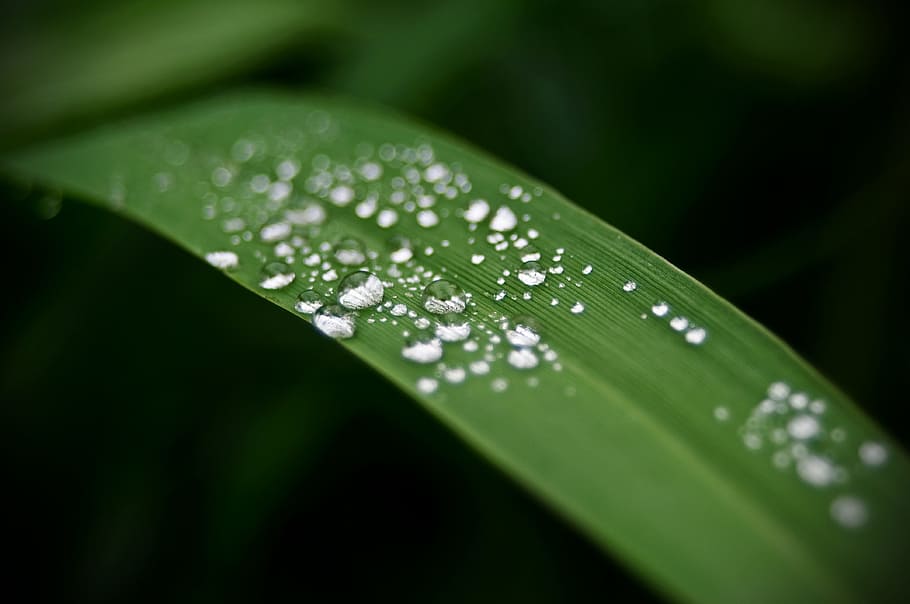 rain, rosa, leaf, pearl, plant, the freshness, water, drop HD wallpaper