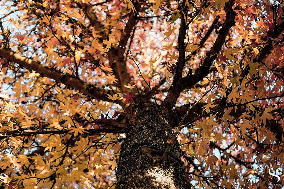 Tree, Winter, Branch, Garden, Yellow, orange, leaves, orange leaf HD wallpaper