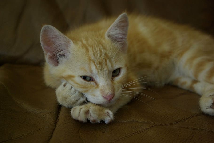 kitten, nap, cute, ginger, domestic Cat, pets, animal, feline HD wallpaper