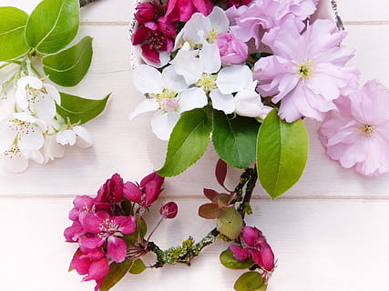pink, white, and green flowers on white surface, spring, fruit tree HD wallpaper