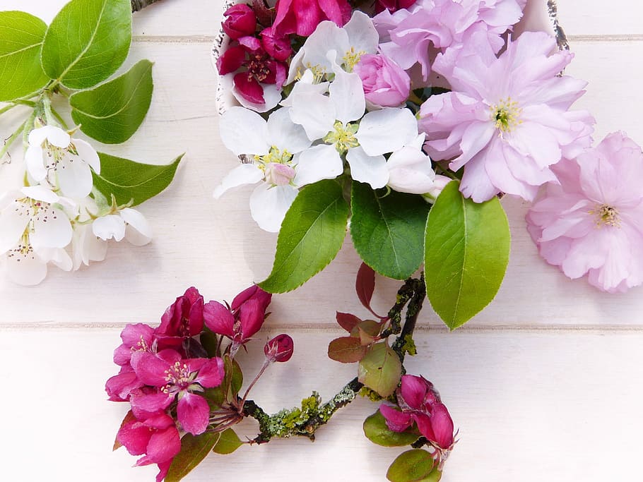 pink, white, and green flowers on white surface, spring, fruit tree HD wallpaper