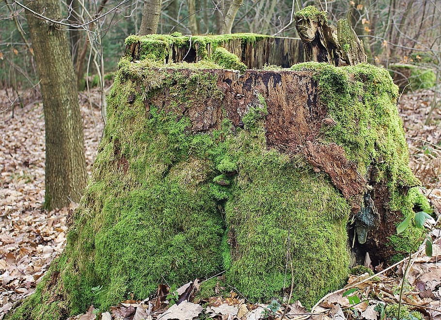 Moss, Tree Stump, Forest, Nature, log, green, bemoost, green color HD wallpaper